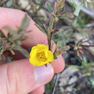 Hibbertia obtusifolia (Grey Guinea-flower) at Tinderry Nature Reserve - 29 May 2022 by Ned_Johnston