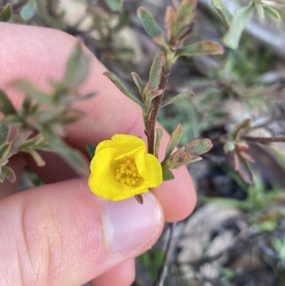 Hibbertia obtusifolia (Grey Guinea-flower) at Tinderry, NSW - 29 May 2022 by NedJohnston