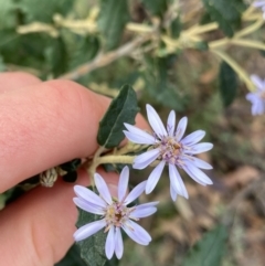 Olearia montana at Tinderry, NSW - 29 May 2022 by NedJohnston