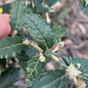 Olearia montana at Tinderry, NSW - 29 May 2022