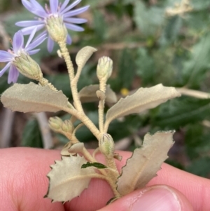 Olearia montana at Tinderry, NSW - 29 May 2022 03:02 PM