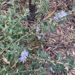 Olearia montana at Tinderry, NSW - 29 May 2022