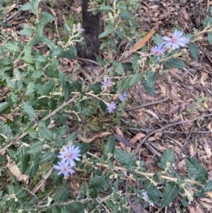 Olearia montana at Tinderry, NSW - 29 May 2022