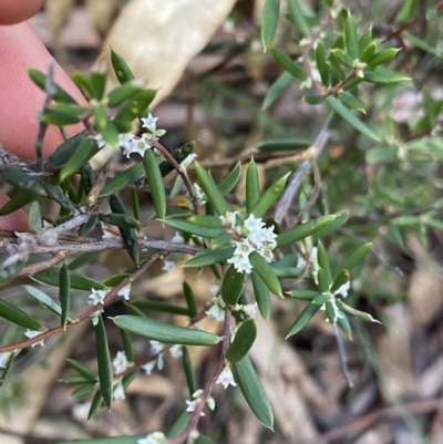 Monotoca scoparia (Broom Heath) at Tinderry, NSW - 29 May 2022 by NedJohnston
