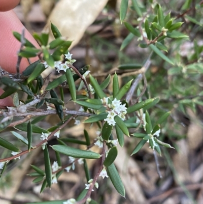 Monotoca scoparia (Broom Heath) at Tinderry Nature Reserve - 29 May 2022 by Ned_Johnston