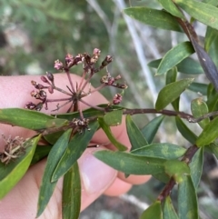 Platysace lanceolata (Shrubby Platysace) at Tinderry, NSW - 29 May 2022 by Ned_Johnston