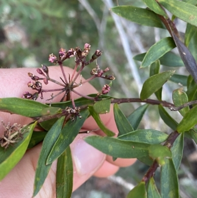 Platysace lanceolata (Shrubby Platysace) at Tinderry, NSW - 29 May 2022 by Ned_Johnston