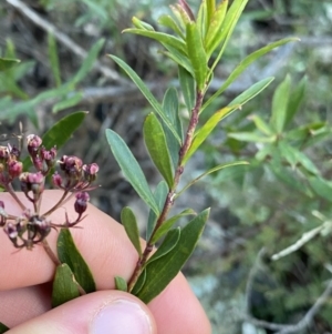 Platysace lanceolata at Tinderry, NSW - 29 May 2022