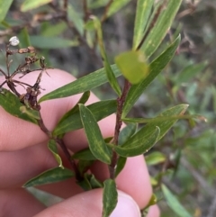 Platysace lanceolata at Tinderry, NSW - 29 May 2022 02:30 PM