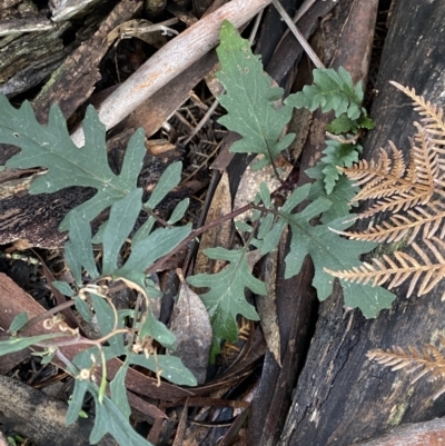 Arrhenechthites mixtus (Purple Fireweed) at Michelago, NSW - 29 May 2022 by NedJohnston
