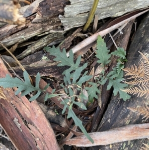 Arrhenechthites mixtus at Michelago, NSW - 29 May 2022 12:58 PM