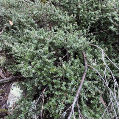 Acrotriche leucocarpa (Tall Acrotriche) at Michelago, NSW - 29 May 2022 by Ned_Johnston