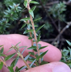 Acrotriche leucocarpa at Michelago, NSW - 29 May 2022