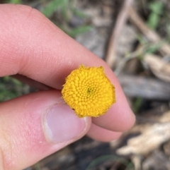 Coronidium monticola (Mountain Button Everlasting) at Tinderry, NSW - 29 May 2022 by NedJohnston