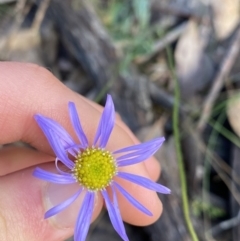 Brachyscome spathulata (Coarse Daisy, Spoon-leaved Daisy) at Tinderry, NSW - 29 May 2022 by Ned_Johnston