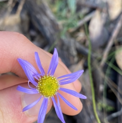 Brachyscome spathulata (Coarse Daisy, Spoon-leaved Daisy) at Tinderry, NSW - 29 May 2022 by NedJohnston