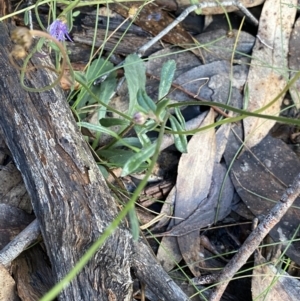 Brachyscome spathulata at Tinderry, NSW - 29 May 2022 11:33 AM