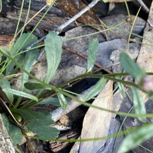 Brachyscome spathulata at Tinderry, NSW - 29 May 2022