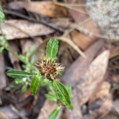 Euchiton sphaericus (Star Cudweed) at Tinderry Nature Reserve - 29 May 2022 by Ned_Johnston