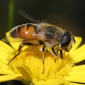 Eristalis tenax at Evatt, ACT - 14 Apr 2022 12:45 PM