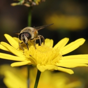 Eristalis tenax at Evatt, ACT - 14 Apr 2022 12:45 PM