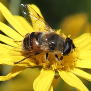 Eristalis tenax at Evatt, ACT - 14 Apr 2022 12:45 PM