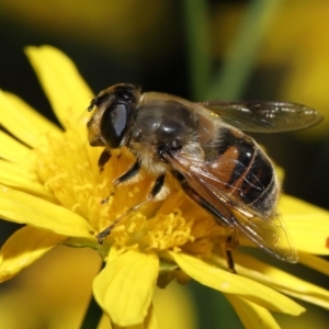 Eristalis tenax at Evatt, ACT - 14 Apr 2022