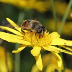 Eristalis tenax at Evatt, ACT - 14 Apr 2022 12:45 PM