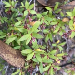 Leucopogon gelidus at Tinderry, NSW - 29 May 2022 by NedJohnston