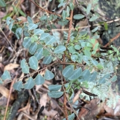 Indigofera australis subsp. australis (Australian Indigo) at Tinderry, NSW - 29 May 2022 by Ned_Johnston