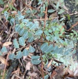 Indigofera australis subsp. australis at Tinderry, NSW - 29 May 2022