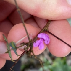 Indigofera australis subsp. australis at Tinderry, NSW - 29 May 2022