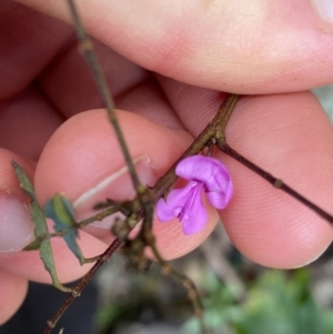 Indigofera australis subsp. australis at Tinderry, NSW - 29 May 2022 10:40 AM