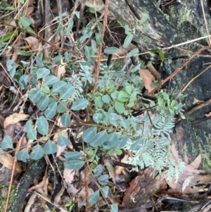 Indigofera australis subsp. australis at Tinderry, NSW - 29 May 2022 10:40 AM