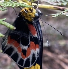 Delias harpalyce (Imperial Jezebel) at Tinderry, NSW - 29 May 2022 by Ned_Johnston