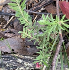 Grevillea lanigera (Woolly Grevillea) at Tinderry Nature Reserve - 29 May 2022 by Ned_Johnston