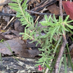 Grevillea lanigera at Tinderry, NSW - 29 May 2022 10:20 AM