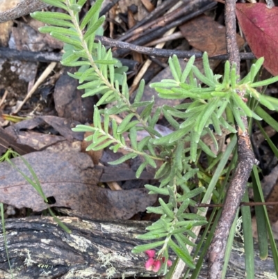 Grevillea lanigera (Woolly Grevillea) at Tinderry Nature Reserve - 29 May 2022 by Ned_Johnston