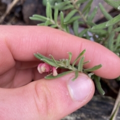 Grevillea lanigera at Tinderry, NSW - 29 May 2022 10:20 AM