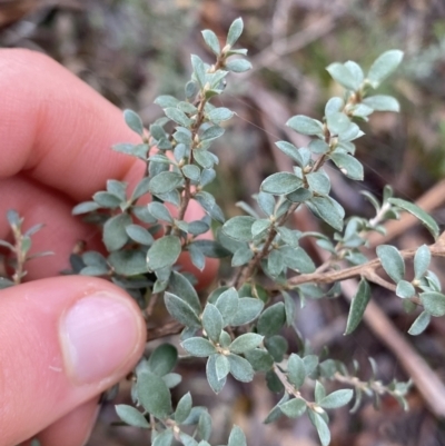 Leptospermum myrtifolium (Myrtle Teatree) at Tinderry, NSW - 28 May 2022 by Ned_Johnston