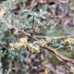 Leptospermum myrtifolium at Tinderry, NSW - 29 May 2022 09:59 AM