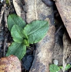 Pterostylis sp. (A Greenhood) at Tinderry, NSW - 28 May 2022 by Ned_Johnston