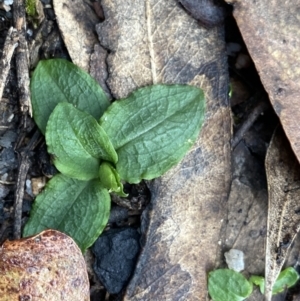 Pterostylis sp. at Tinderry, NSW - suppressed