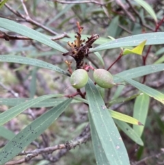 Tasmannia lanceolata (Mountain Pepper) at Tinderry, NSW - 29 May 2022 by NedJohnston