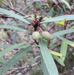 Tasmannia lanceolata (Mountain Pepper) at Tinderry, NSW - 28 May 2022 by Ned_Johnston