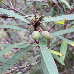 Tasmannia lanceolata at Tinderry, NSW - 29 May 2022 09:59 AM