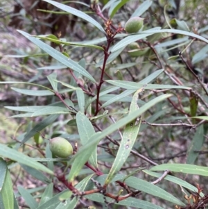 Tasmannia lanceolata at Tinderry, NSW - 29 May 2022 09:59 AM