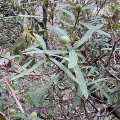 Tasmannia lanceolata at Tinderry, NSW - 29 May 2022 09:59 AM