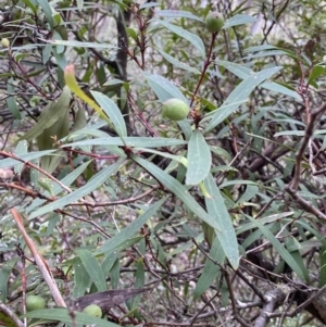 Tasmannia lanceolata at Tinderry, NSW - 29 May 2022