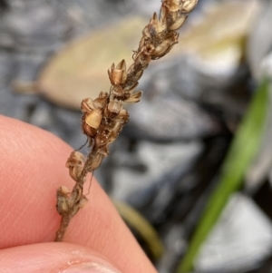 Plantago sp. at Tinderry, NSW - 29 May 2022 09:55 AM